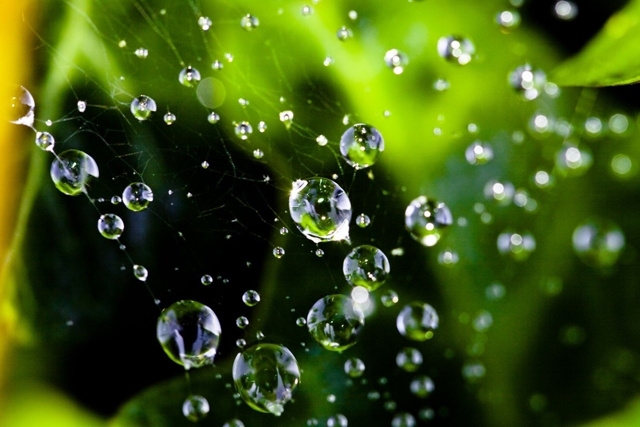 The beauty of water droplets