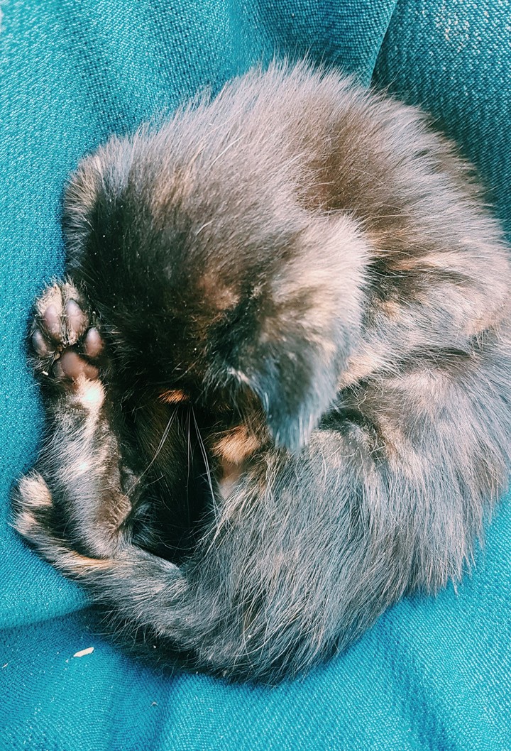 cute kitten♡