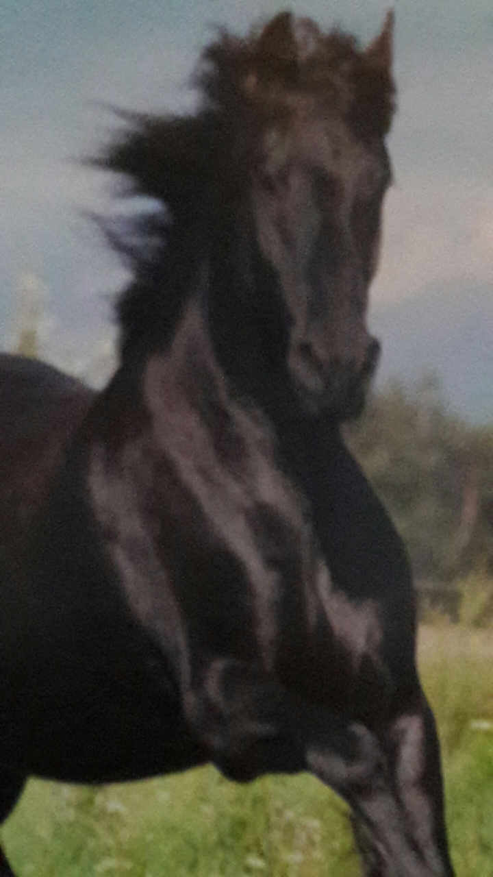 pferd