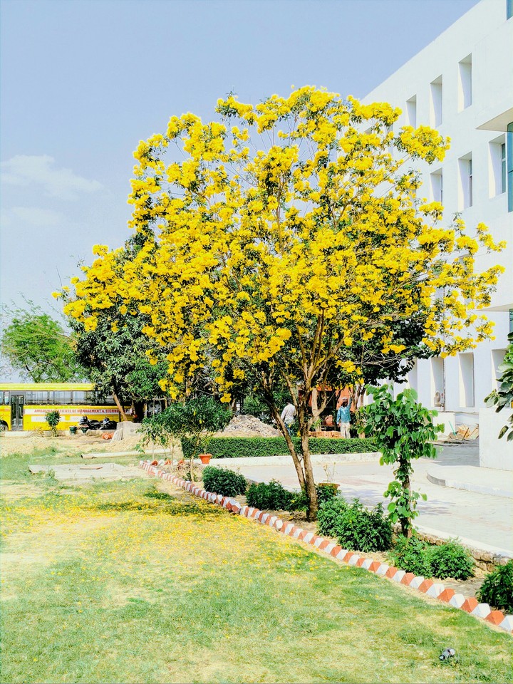 tree
