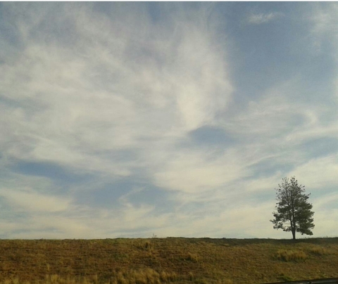 yalnız ağaç\ alone tree