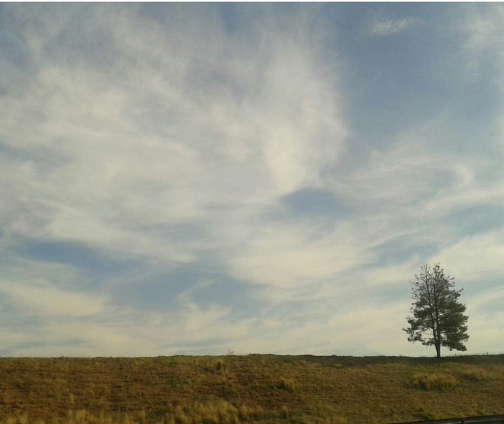 yalnız ağaç\ alone tree