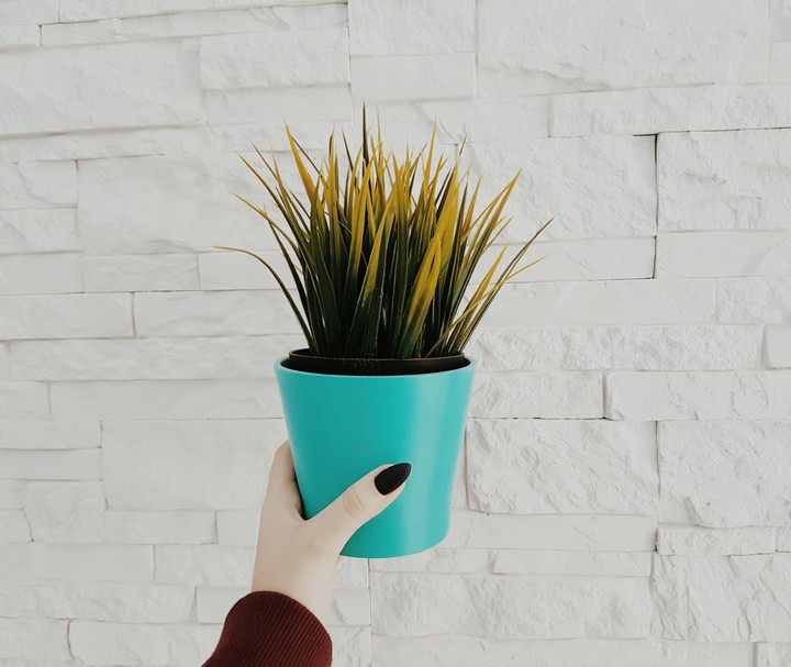 #plants