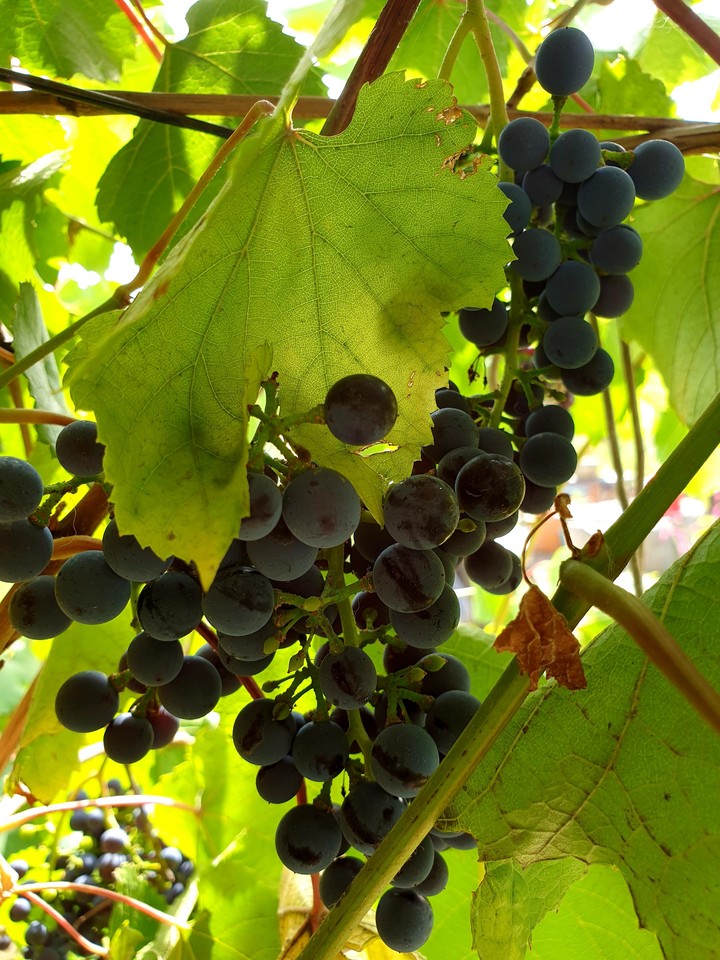 Grapes