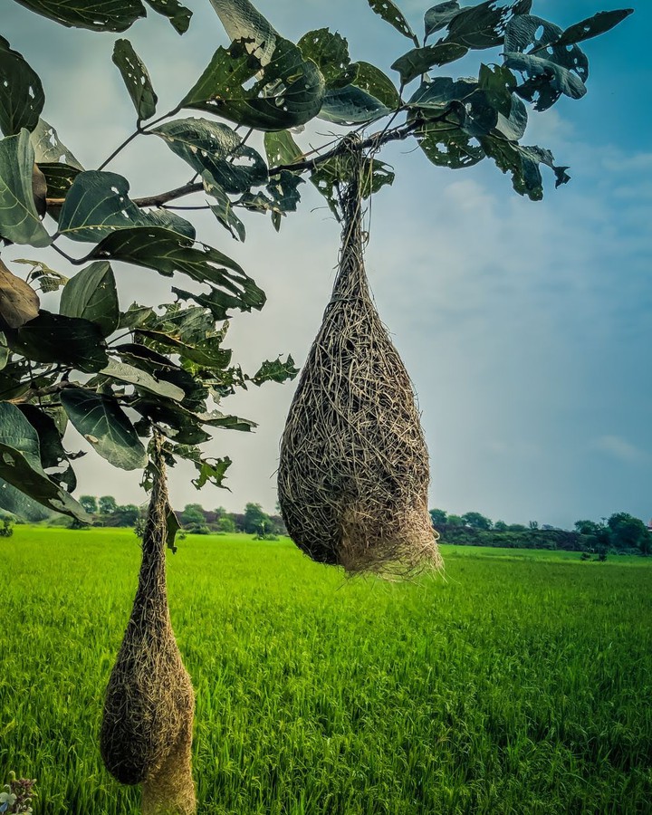 Nest