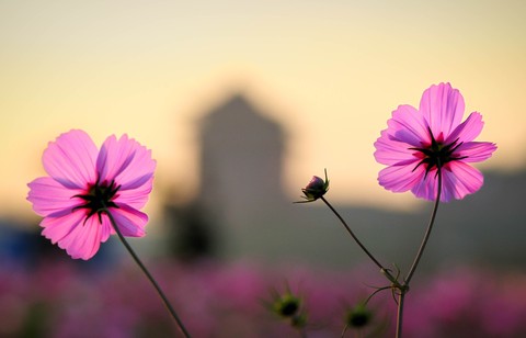 Cosmos Flower
