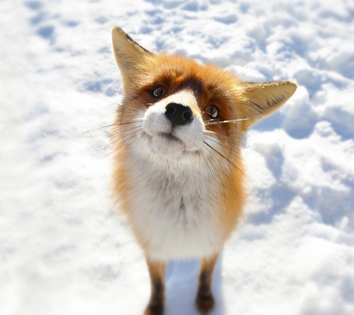 fox