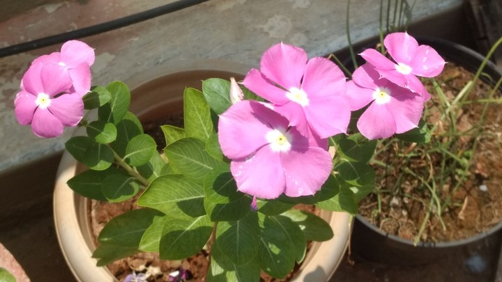 Glowing Pink in summer