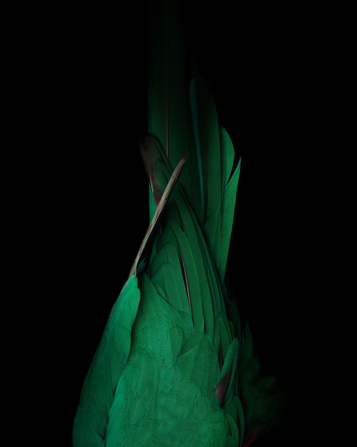 green bird