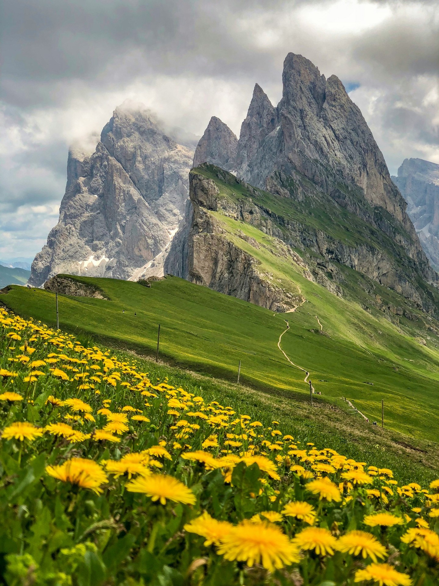 sfondi grassland, grass