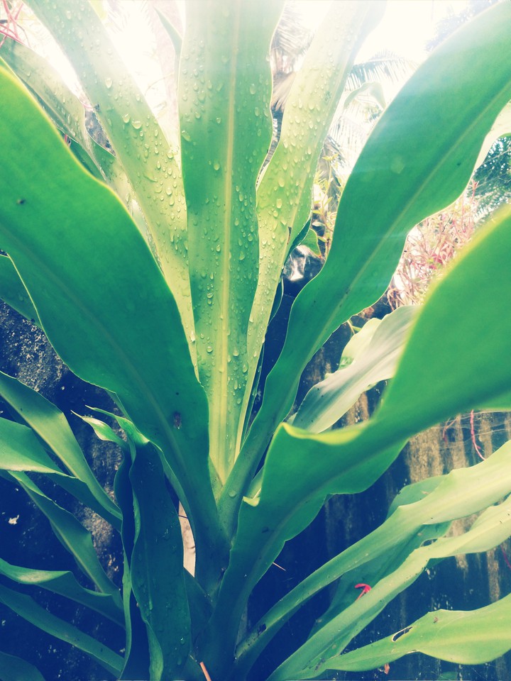 nature