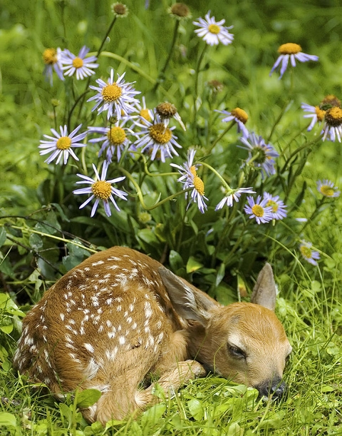 tender, Cute壁纸