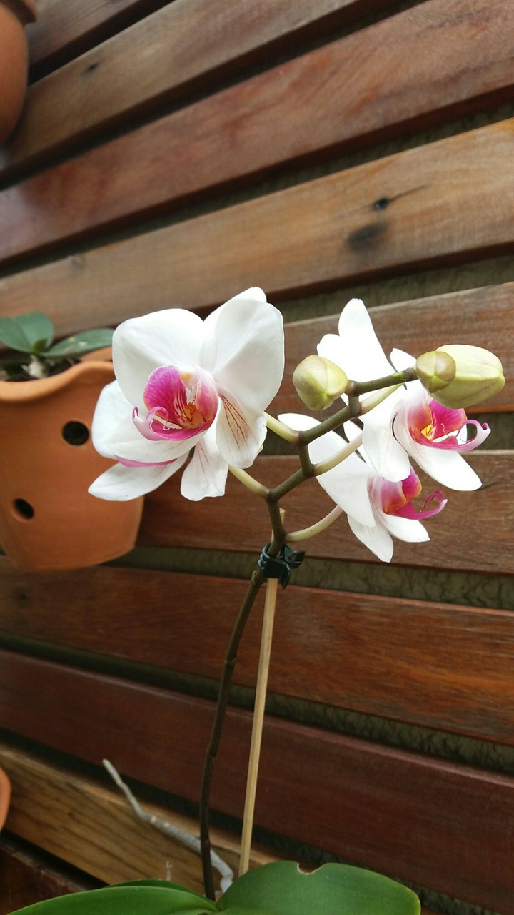 blooming