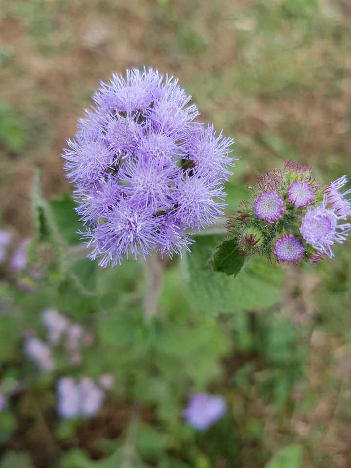 lavendar