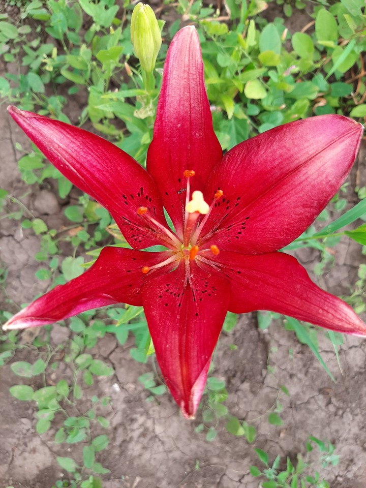 red