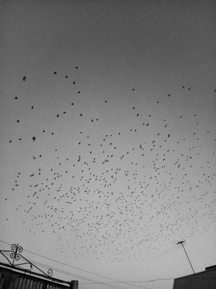 birds