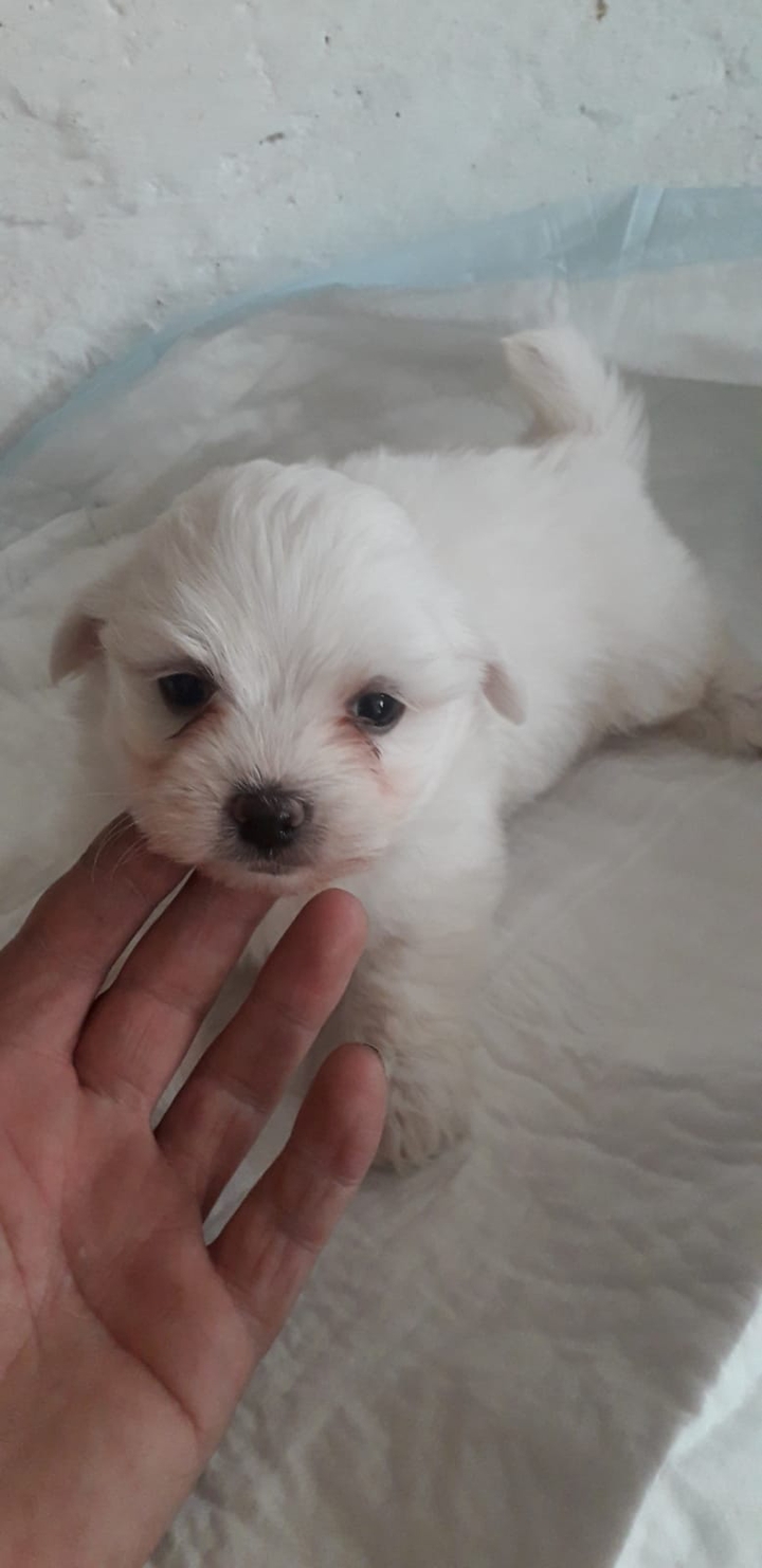 little dog
