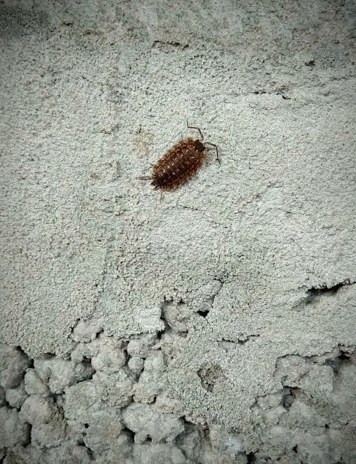insect