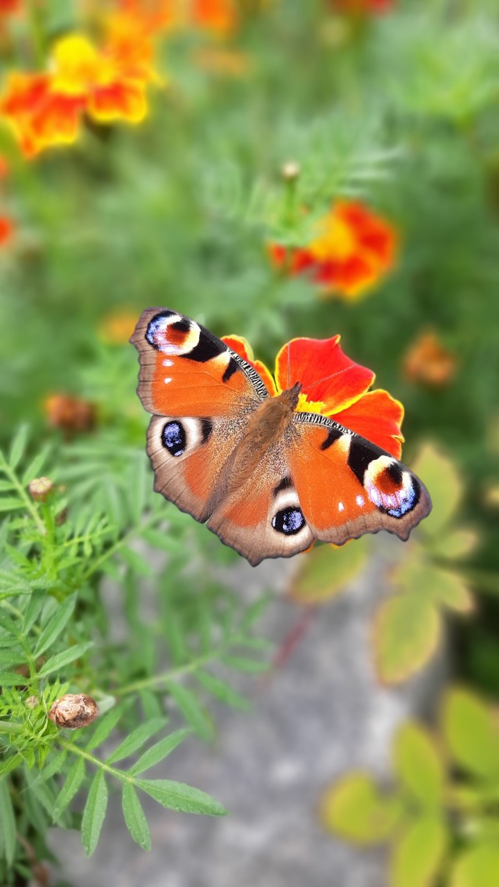 summer #butterflies #flowers