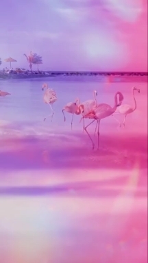 Flamingo LIVE
