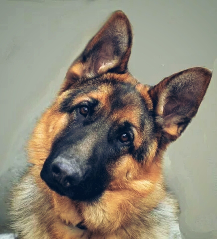 German Shepherd