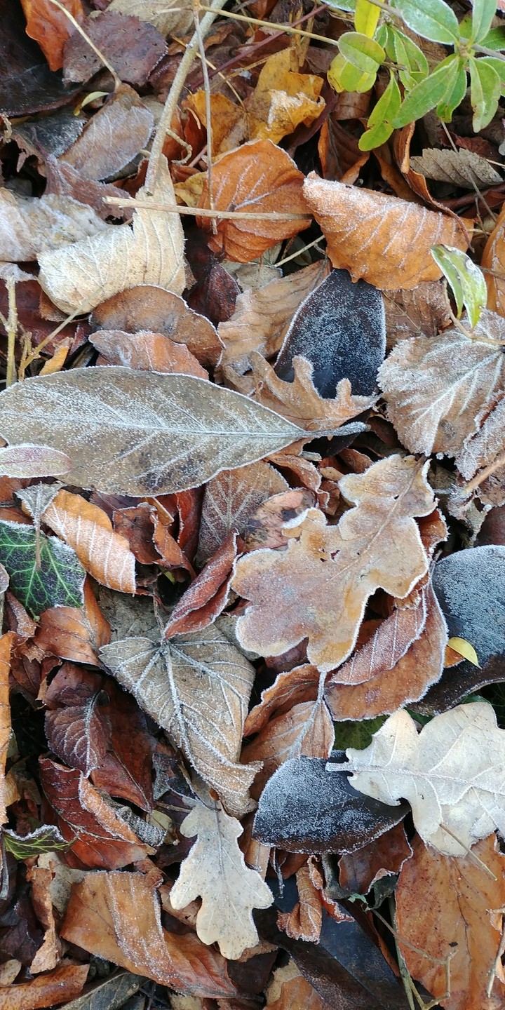 frosty leaves