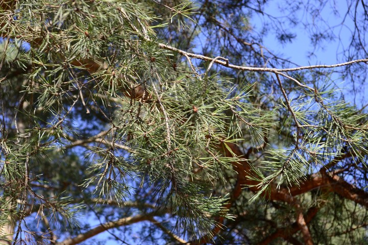 trees