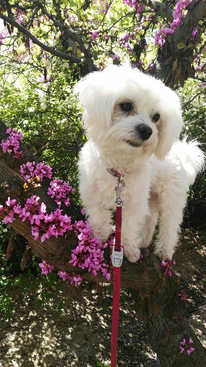 bichon Arin
