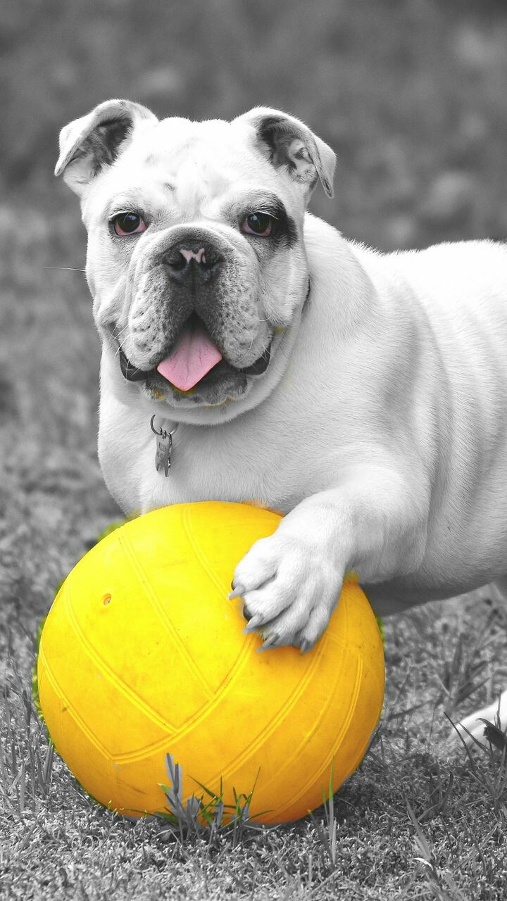 bulldog