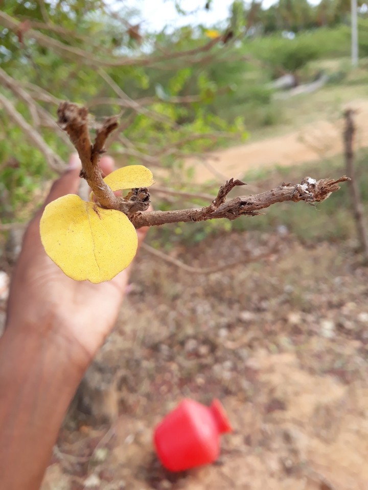 nature