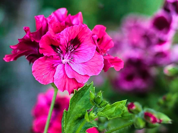 Flor