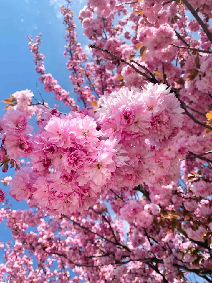 sakura