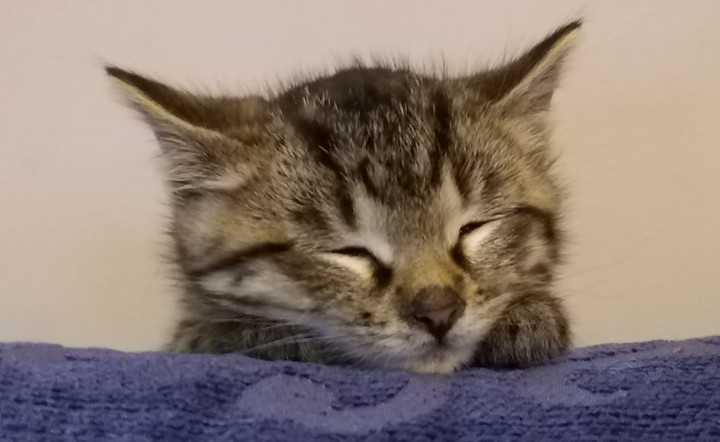 Sleeping kitten