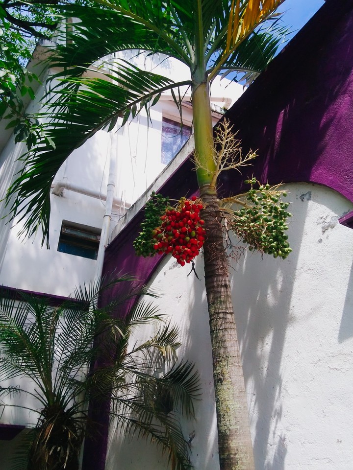 colores