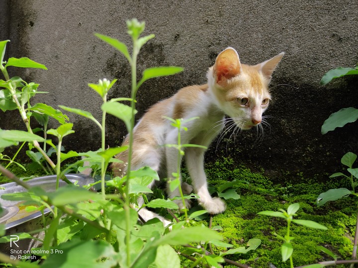 cat?.....