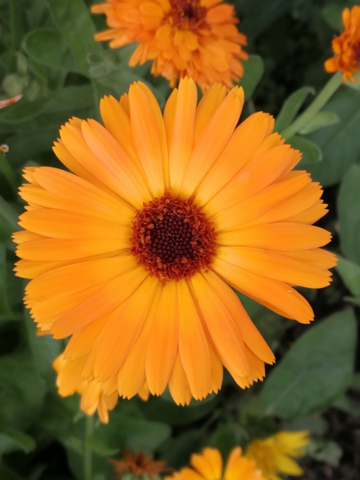 Orange flowers