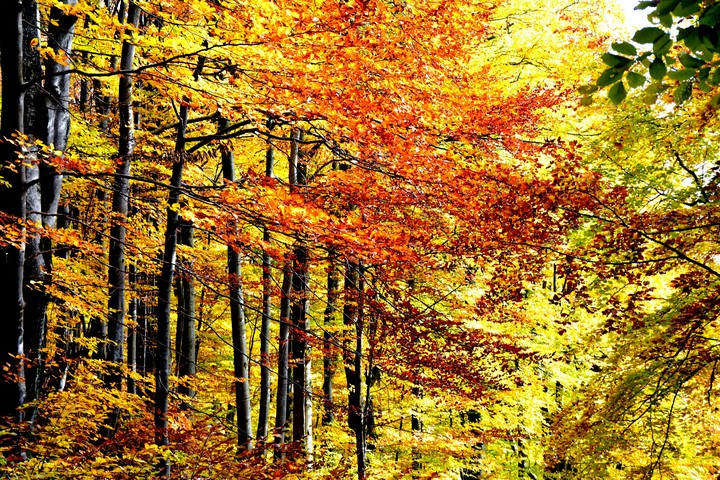 Autumn