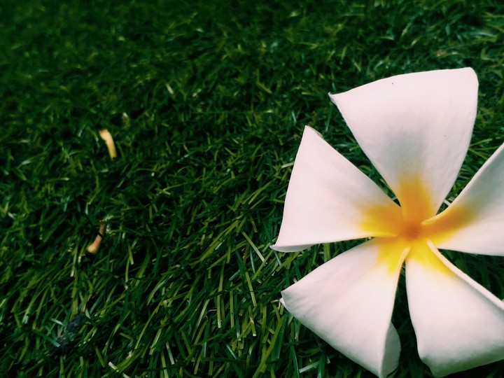 white flower