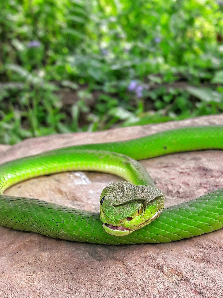 Geen Snake