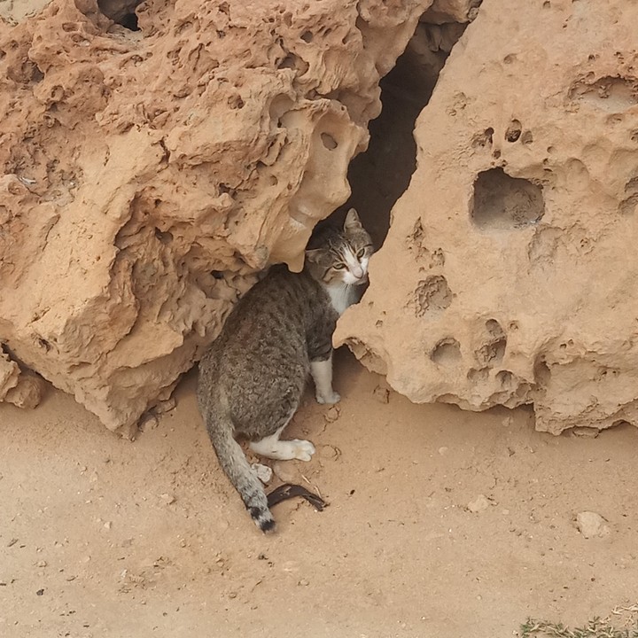 Kitty