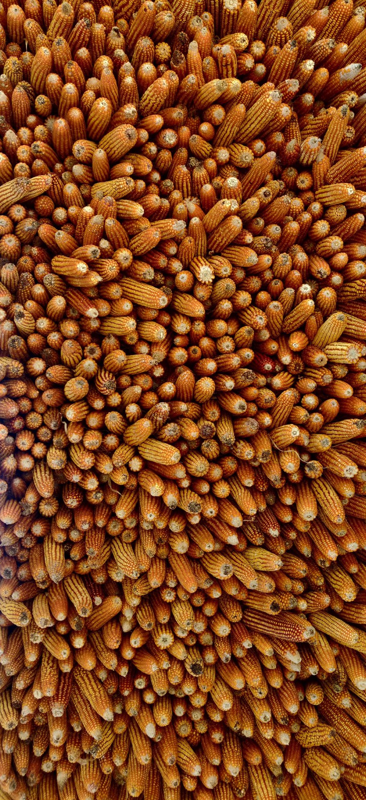 Wall of Corns