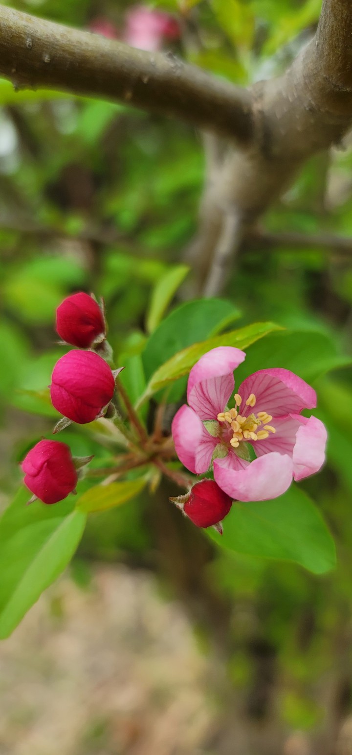 apple flower