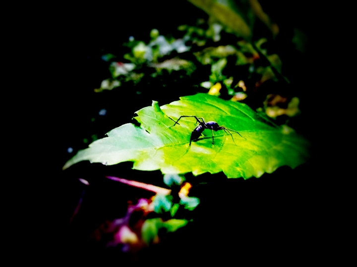 an ant in this leave