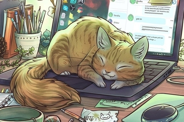 котик