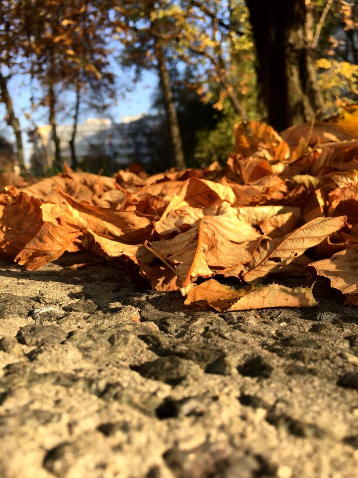 Golden autumn 
