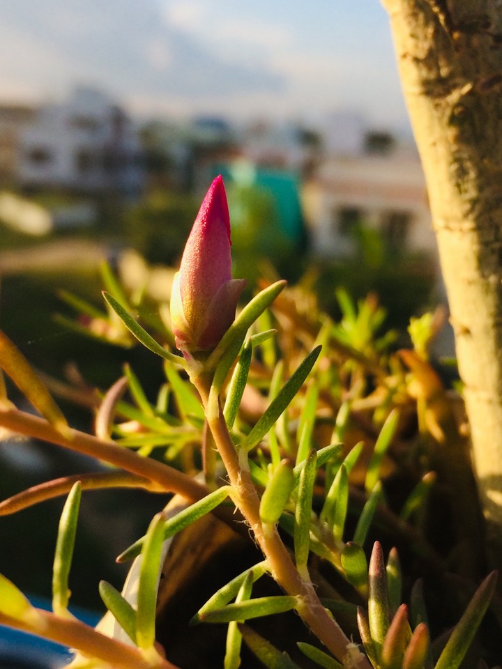 flower bud