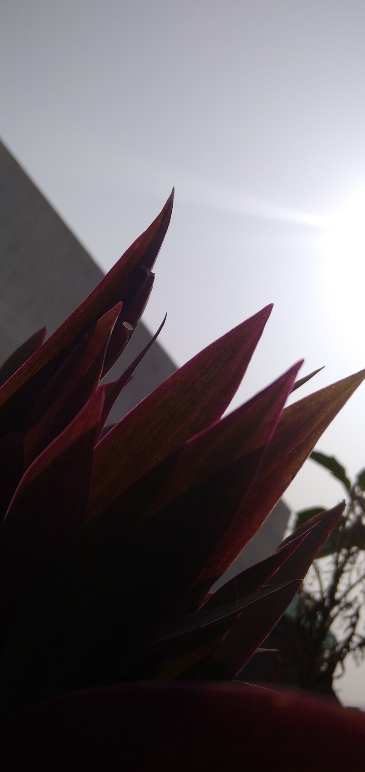 plant