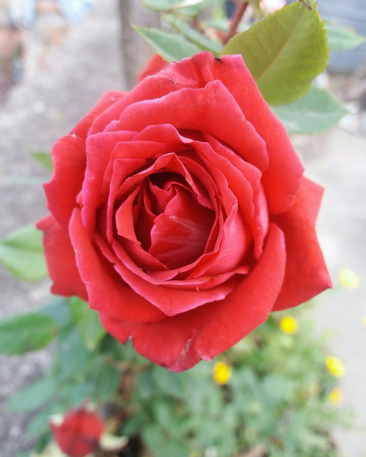 ROSE??
