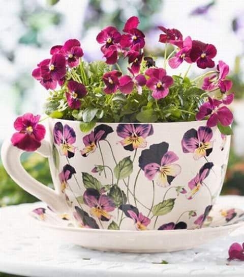 flower