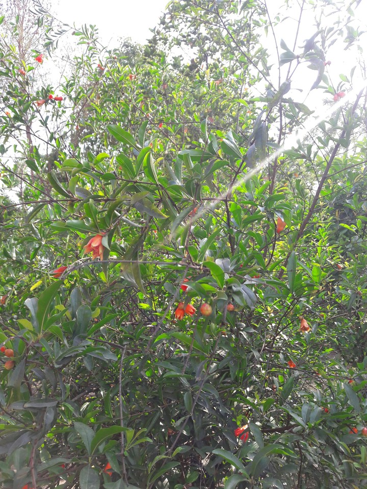 plants